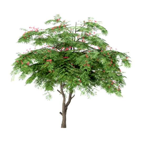 Albizia Julibrissin Tree - Rokn Alashjar