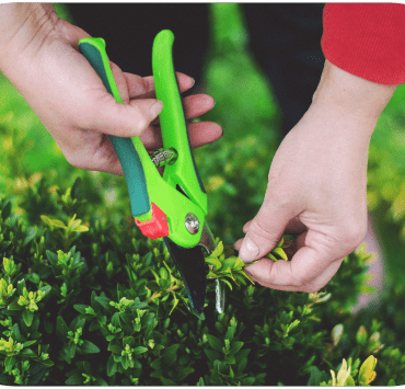 Fruit Tree Pruning - 1-min