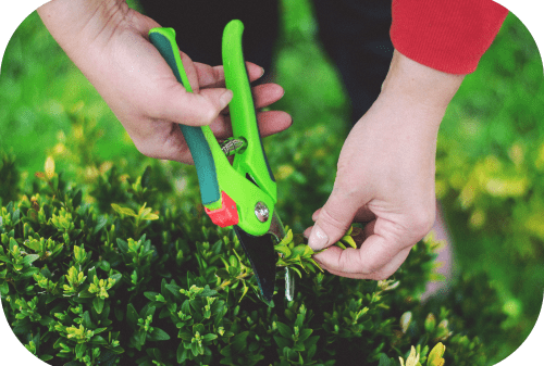 Fruit Tree Pruning - 1-min