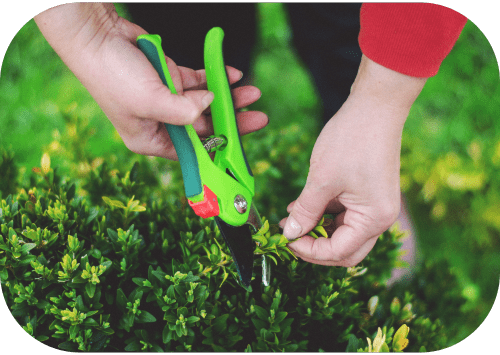 Fruit Tree Pruning - 1-min