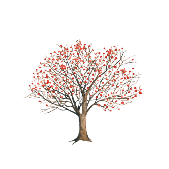 Indian Coral Tree - Rokn Alashjar