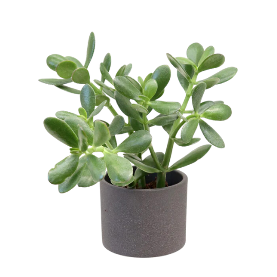 jade-plant-rokn-alashjar