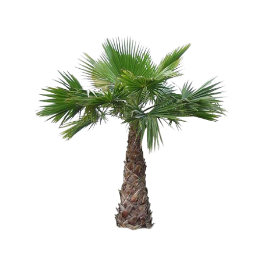 Mexican Fan Palm Rokn Alashjar