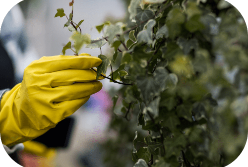 New Plant Inspections - 1-min